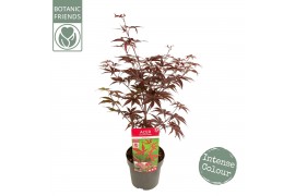 Acer palmatum bloodgood extra kwaliteit