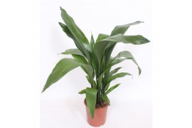 Aspidistra elatior 15pp