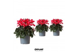 Cyclamen pers. super serie djix red