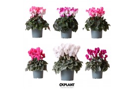 Cyclamen pers. midi mix