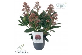 Skimmia japonica rubella 4+