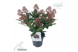 Skimmia japonica rubella 7+