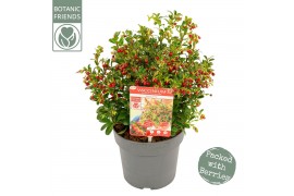 Vaccinium vitis-idaea red candy