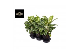 Aglaonema lemon mint