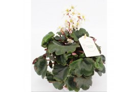 Saxifraga cortusifolia dancing pixies thea