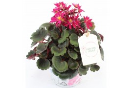 Saxifraga cortusifolia dancing pixies texi Tally