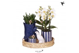 Phalaenopsis Kolibri Green up your home Gift Set Mediterranean Sunset 