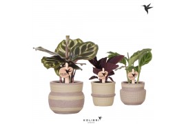 Calathea mix Kolibri Greens Calathea mix in Ethnic pot khaki 1 pp  cm 