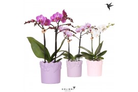 Phalaenopsis multiflora Kolibri Orchids Phalaenopsis mix 2 spike in Fr