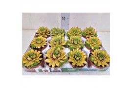 Sempervivum sempervivum "Napoli" GN