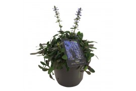 Ajuga chocolate chip