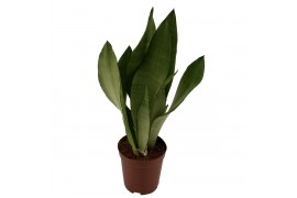 Sansevieria trifasciata moonshine