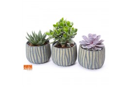 Succulenten mix SuPure® - Succulent mix in Paris 17