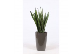 Sansevieria zeylanica in santorini pot taupe