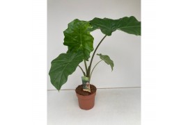 Alocasia portodora Alocasia Portodora 2 pp