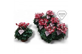 Cyclamen pers. super serie djix special rood