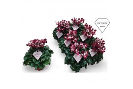 Cyclamen pers. super serie djix special wijnrood