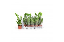 Zamioculcas zamiifolia 2+ veren - 45cm - Blanco hoes