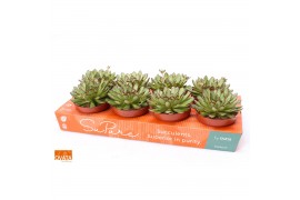 Echeveria pulidonis magma pearl SuPure® pearls