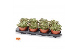 Echeveria pulidonis magma pearl SuPure® pearls 8gts