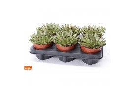 Echeveria pulidonis magma pearl SuPure® pearls 6gts