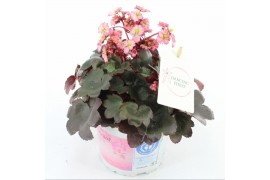 Saxifraga cortusifolia dancing pixies tilda