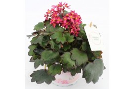 Saxifraga cortusifolia dancing pixies tessy