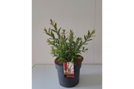 Salix integra flamingo bush