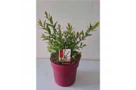 Salix integra flamingo bush roze pot