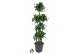 Dracaena fragr. compacta dorado 120-carroussel