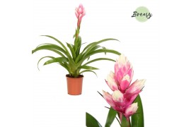 Guzmania candy