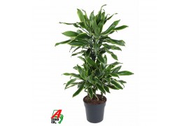 Dracaena fragr. golden coast 45-carrousel