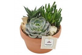 Arrangementen succulenten in terracotta bowl