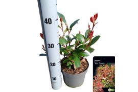 Photinia x fraseri red robin