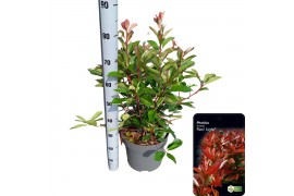 Photinia x fraseri red light