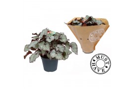 Begonia blad rex hawaiian silver Must Have