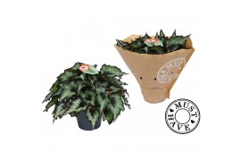 Begonia blad rex green valley Must Have