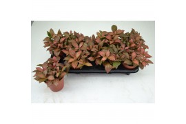 Fittonia red star FITTONIA RED STAR 12 CM