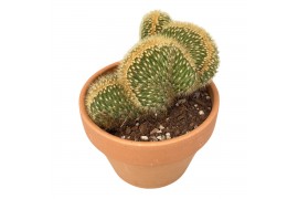 Cactus Vatricana Guenteri Crestata