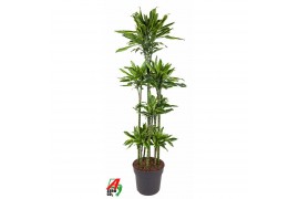 Dracaena fragr. golden coast 120-carrousel