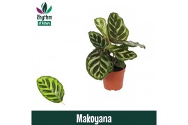 Calathea makoyana - Rhythm of Nature