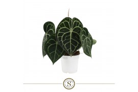 Anthurium clarinervium