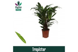 Calathea tropistar - Rhythm of Nature