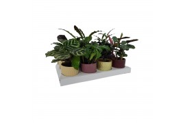 Calathea mix - Rhythm & More - Jacky keramiek