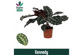 Calathea Kennedy - Rhythm of Nature