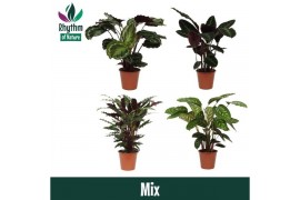 Calathea mix - Rhythm of Nature