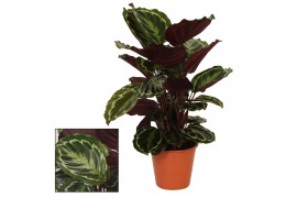 Calathea medaillon