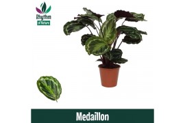 Calathea medaillon - Rhythm of Nature