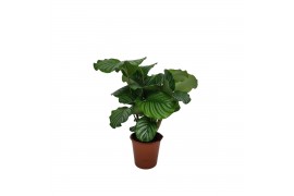 Calathea orbifolia