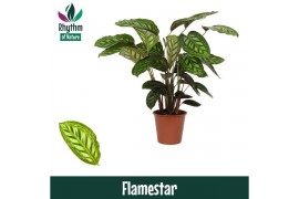 Calathea flamestar - Rhythm of Nature